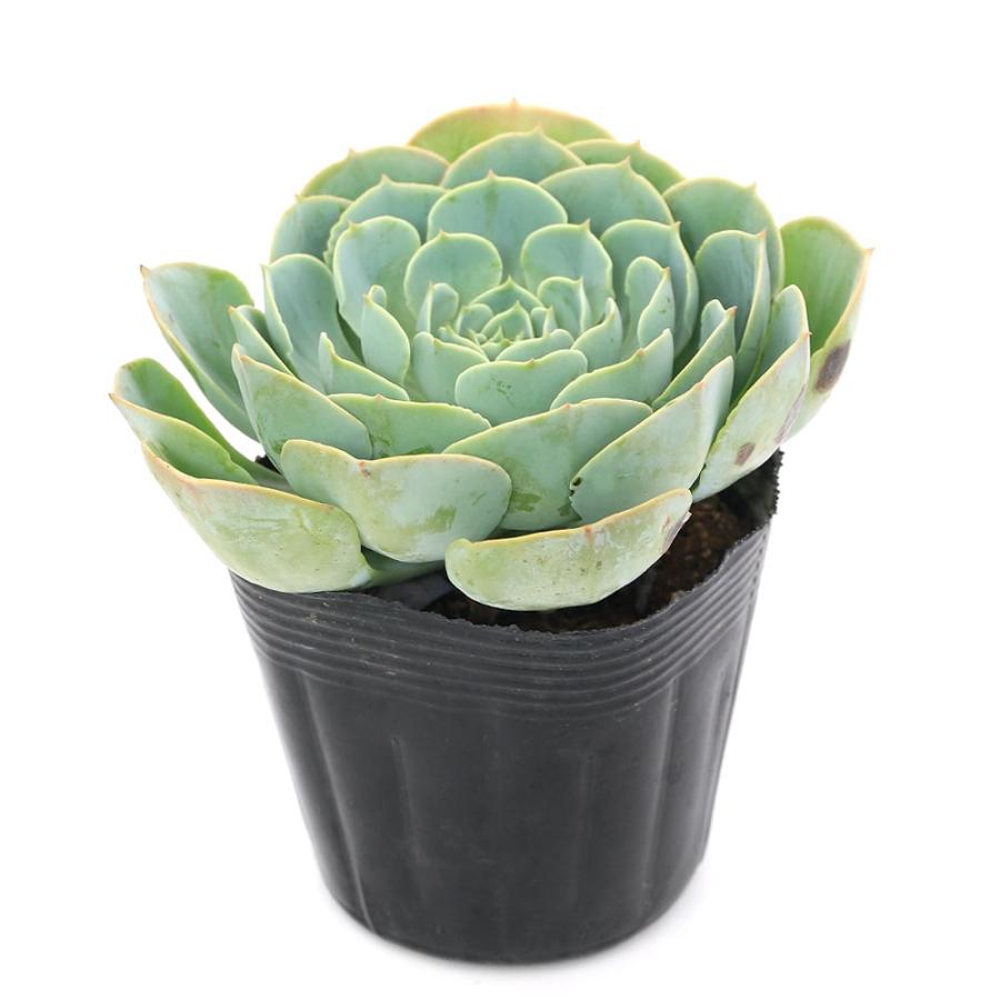 チャーム（charm） （多肉植物）エケベリア 七福神 3〜3．5号（1