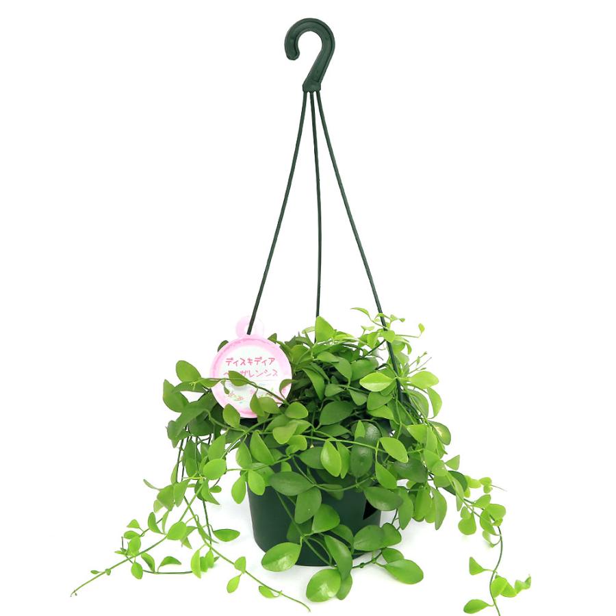 観葉植物 ディスキディア ベンガレンシス ５号 吊り鉢 １鉢 チャーム Charm ヤフー店 通販 Yahoo ショッピング