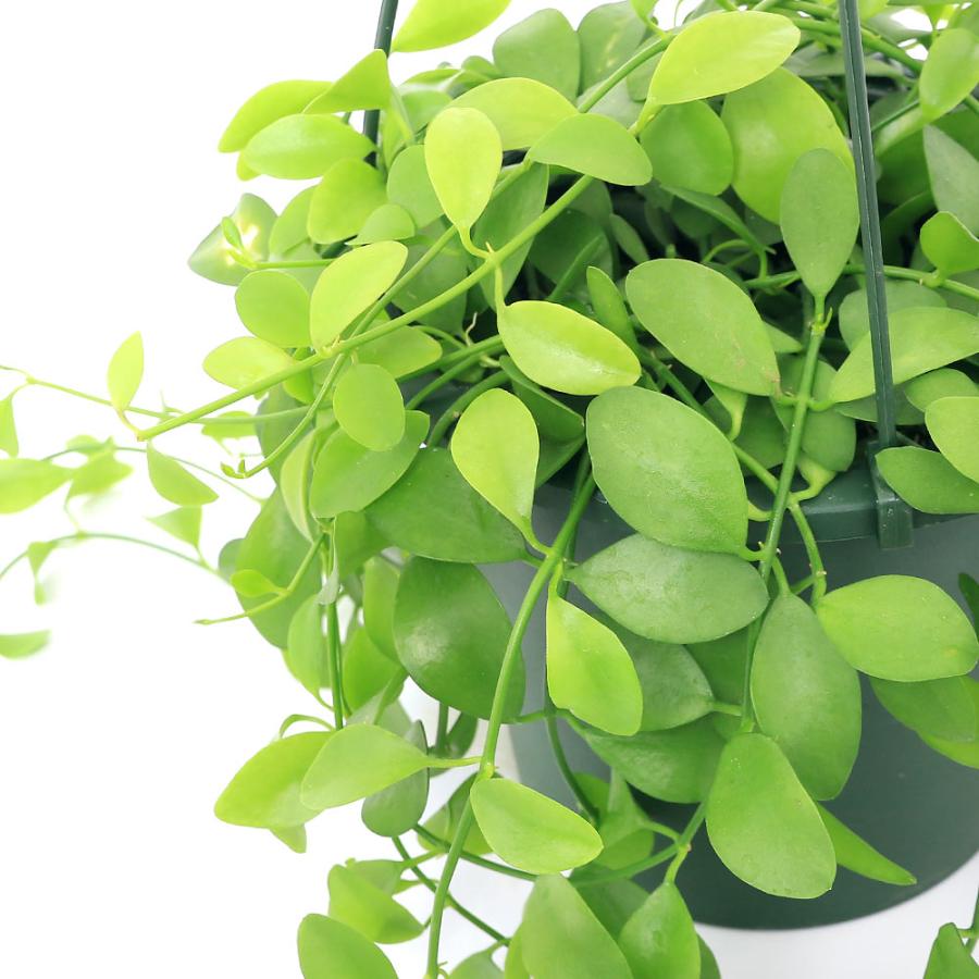 観葉植物 ディスキディア ベンガレンシス ５号 吊り鉢 １鉢 チャーム Charm ヤフー店 通販 Yahoo ショッピング