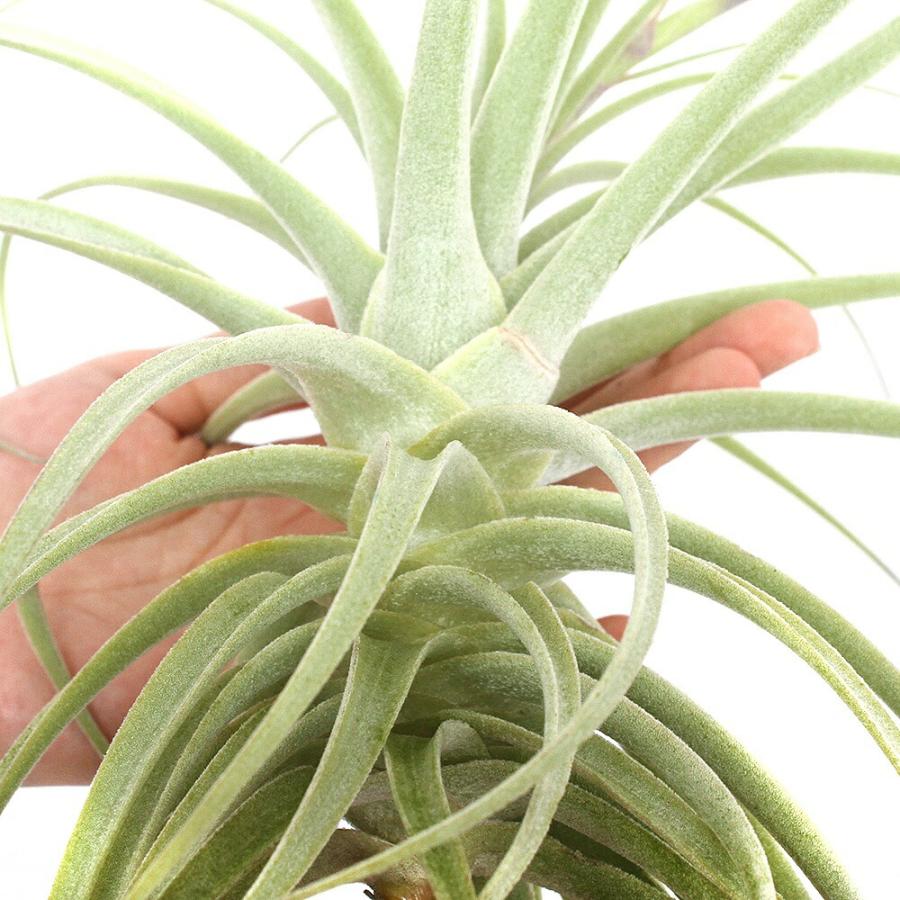 チャーム（charm） （観葉植物）エアープランツ チランジア プルプレア