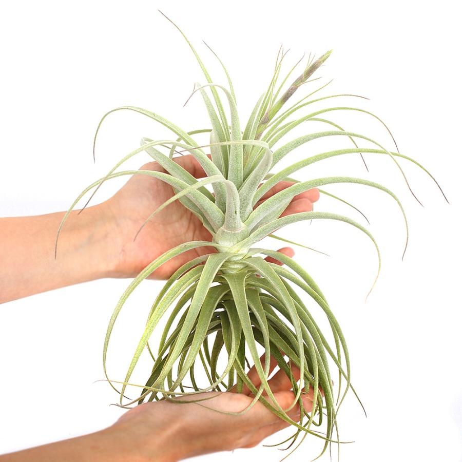 チャーム（charm） （観葉植物）エアープランツ チランジア プルプレア