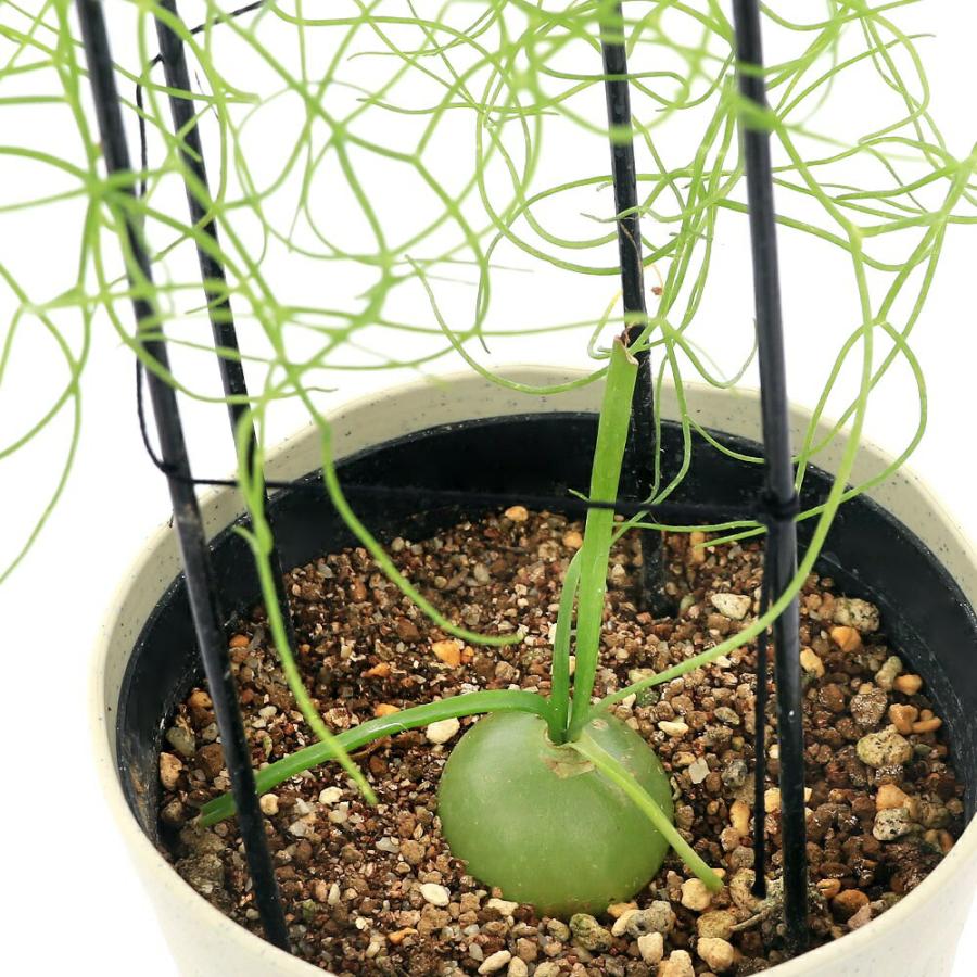 チャーム（charm） （多肉植物）ボウィエア ボルビリス 蒼角殿