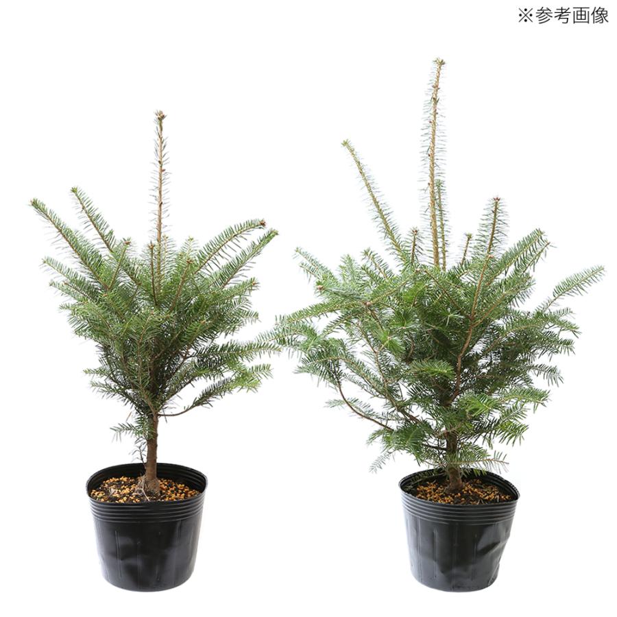 ウラジロモミ　♻️リユース観葉植物 ウラジロモミ ♻️リユース観葉植物