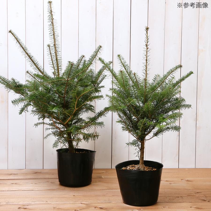 （観葉植物）クリスマスツリー　植込み済　もみの木　ＦＲＰ樽型プランター１鉢樹高６０〜８０ｃｍ｜chanet｜04