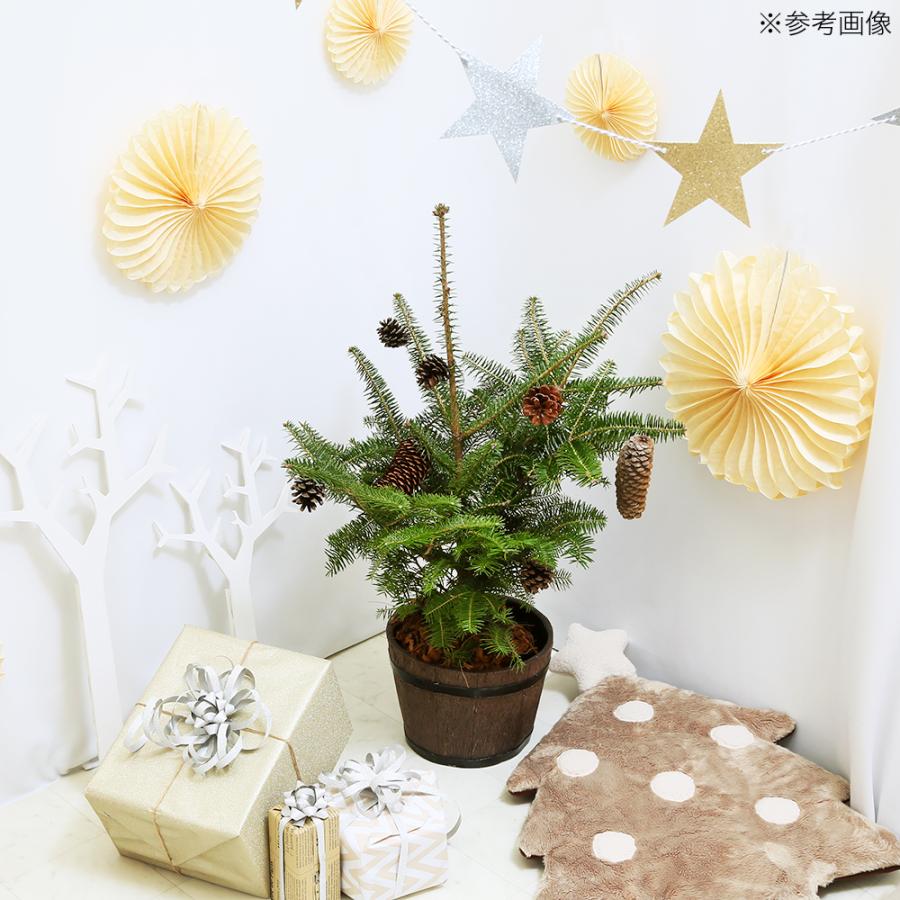 （観葉植物）クリスマスツリー　植込み済　もみの木　ＦＲＰ樽型プランター１鉢樹高６０〜８０ｃｍ｜chanet｜05