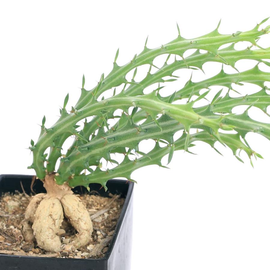 ユーフォルビア(ユーホルビア)の種類・品種リスト 2000種近い珍しい