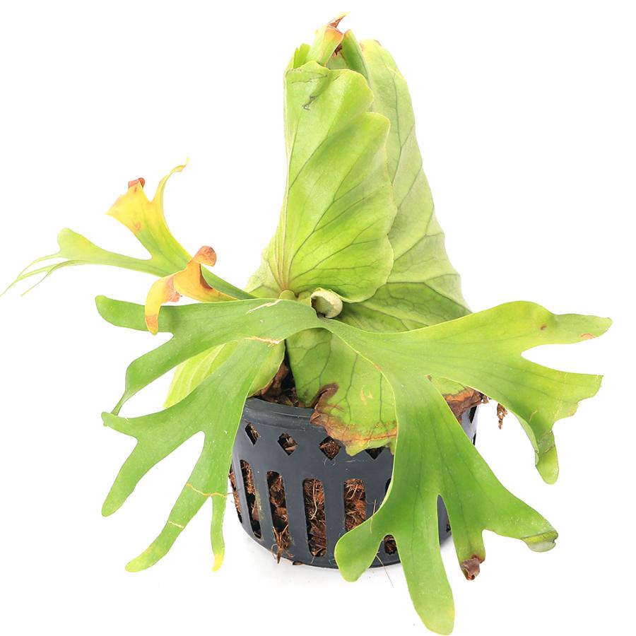 ビカクシダ キッチャクード 観葉植物