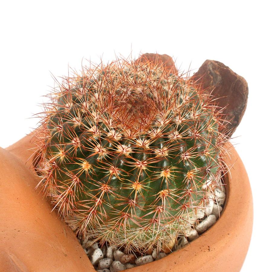 高級感をもたらす王冠マーク入り日本製【豊繁】ブランドテラコッタ鉢・(2つセット) テラコッタ鉢 観葉植物 サボテン 高級感をもたらす王冠マーク