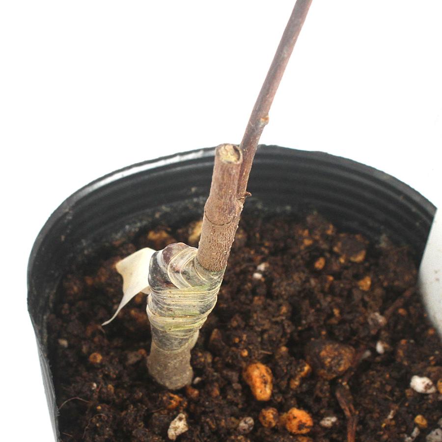 （観葉植物）果樹苗 ピーターソンポポー ラッパハノック 4号（1ポット）家庭菜園 沖縄別途送料 345877チャーム charm ヤフー店