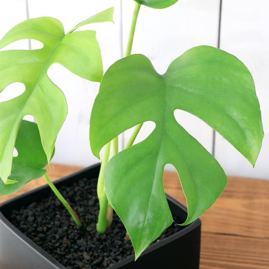 （観葉植物）ヒメモンステラ　陶器鉢植え　マットブラック塗装鉢（１鉢）受け皿付き　溶岩砂　インテリア　おしゃれ　幸運　縁起｜chanet｜02