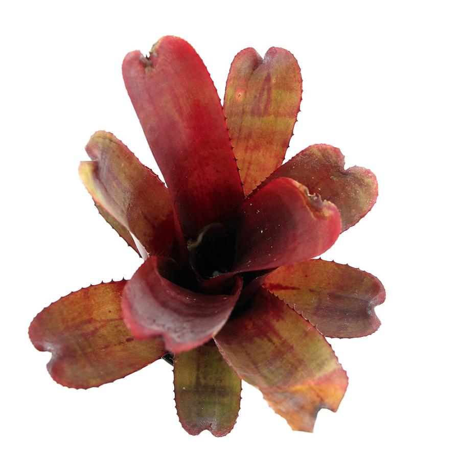 エクメア ヌディカウリス FLANEA ROSEA 子株付き 3