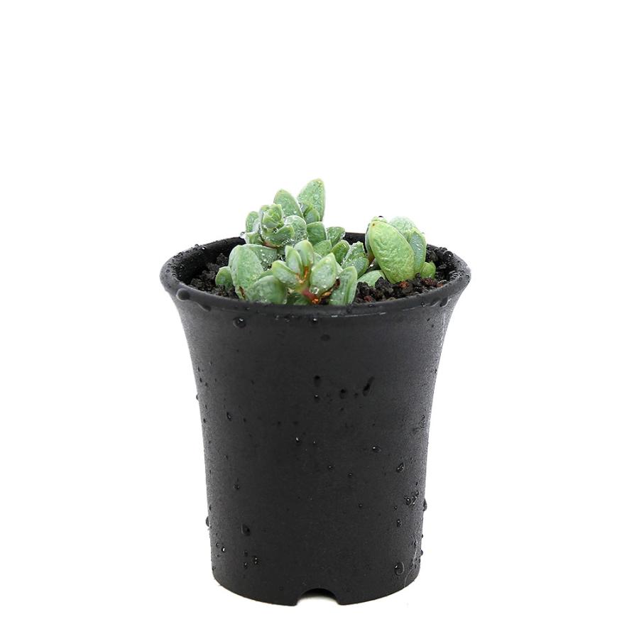 チャーム（ペット） （多肉植物）碧魚連（へきぎょれん） ブラウンシア