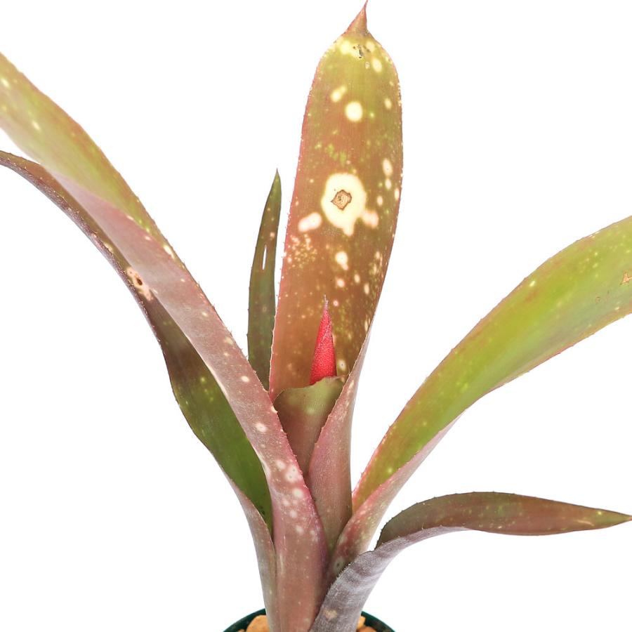 チャーム（charm） （観葉植物）ビルベルギア ヤイエー 3〜4号（1