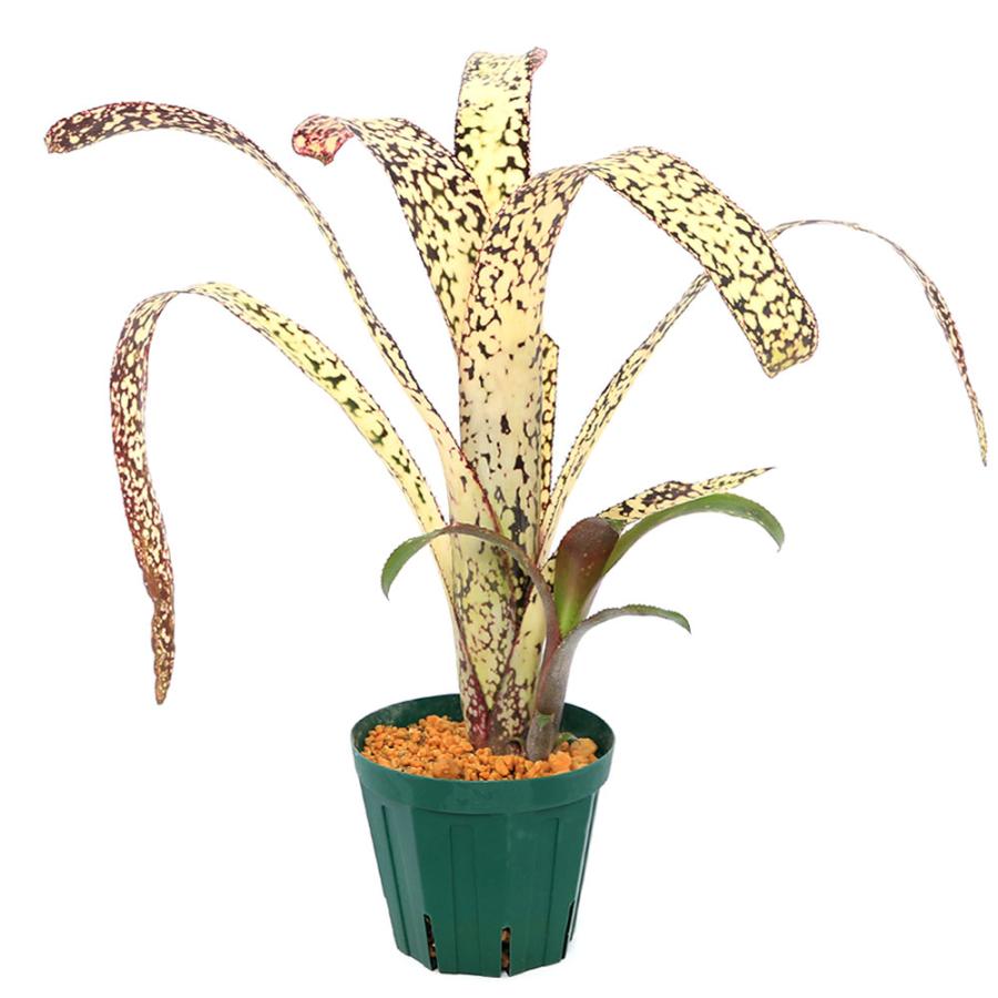 チャーム(ペット) (観葉植物)ビルベルギア カサブランカ 4 チャーム(ペット) (観葉植物)ビルベルギア カサブランカ 4