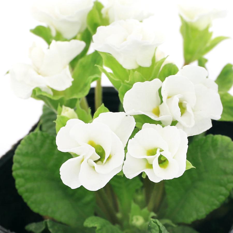 観葉植物 プリムラ ジュリアン フラッシュ 花無し株 ３号 １ポット チャーム Charm ヤフー店 通販 Yahoo ショッピング