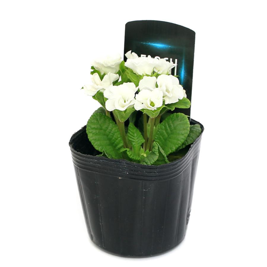 新色追加 観葉植物 プリムラ ジュリアン フラッシュ ３号 ３ポット Trademarketingforce Com Br