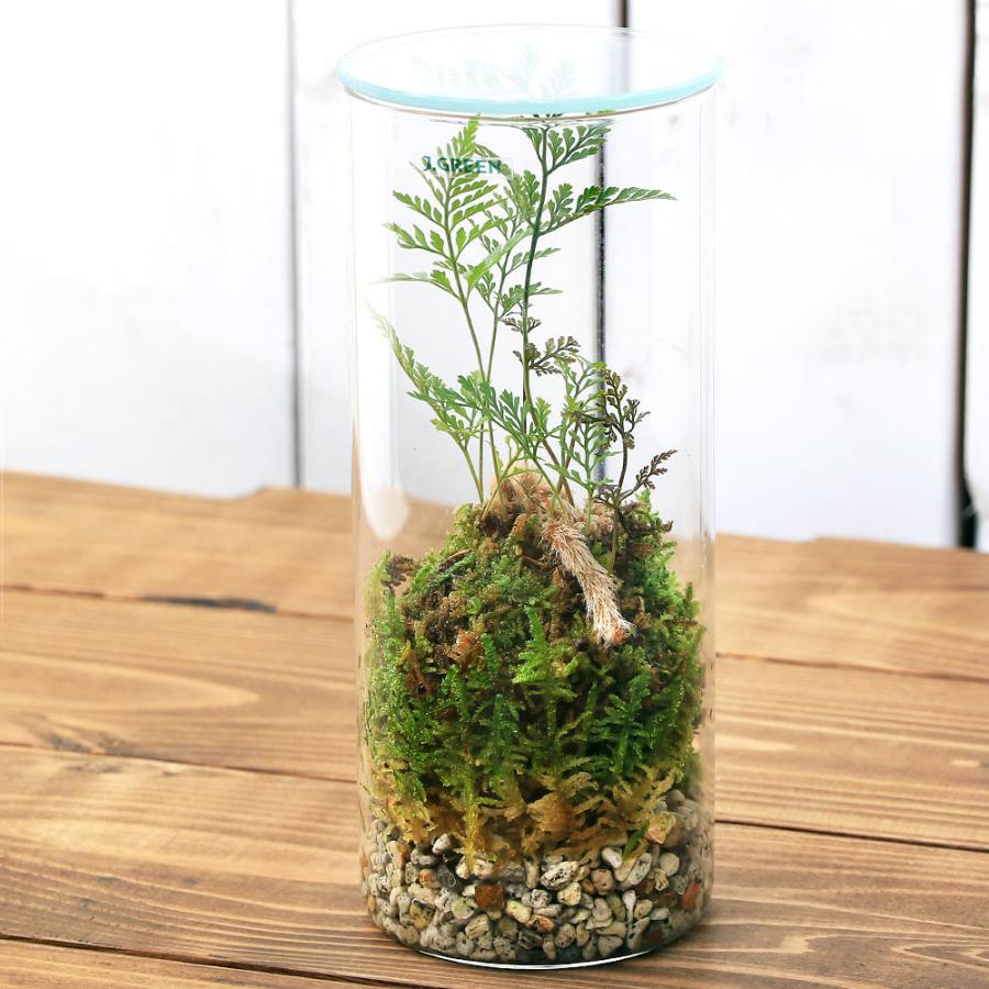 チャーム（ペット） （観葉植物）苔テラリウム トキワシノブ 円柱 