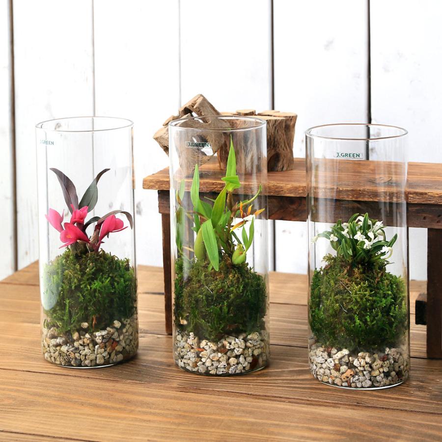 チャーム（charm） （観葉植物）苔テラリウム 洋ラン 品種おまかせ