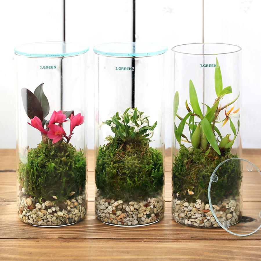 チャーム（charm） （観葉植物）苔テラリウム 洋ラン 品種おまかせ