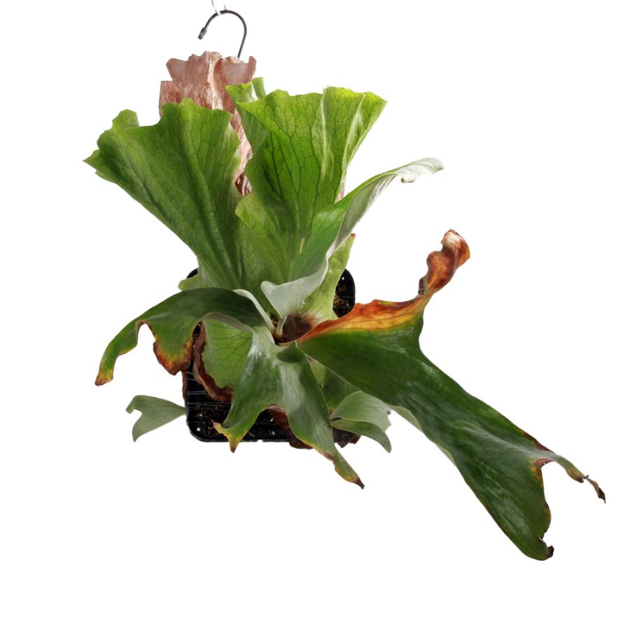 観葉植物）一点物 ビカクシダ ウィリンキー インドネシア