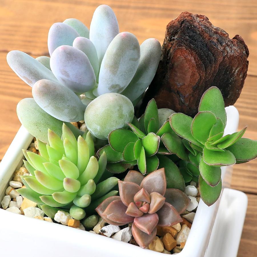 多肉植物 陶器鉢入り 小型*4 チャーム（charm） （観葉植物）多肉4種寄せ植え 陶器鉢植え マット