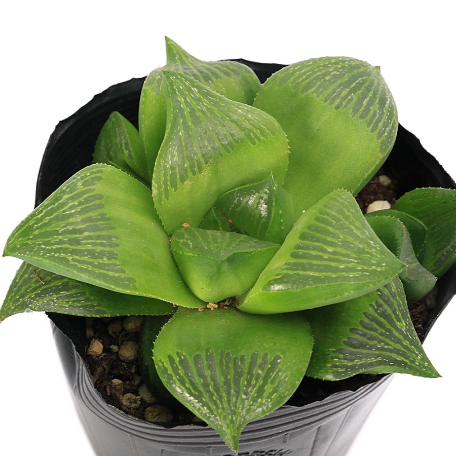 24d ハオルチア 多肉植物 向山錦 自家繁殖 【公式通販】