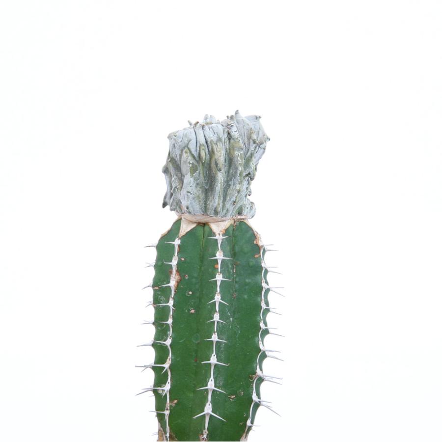 □（観葉植物）一点物　ユーフォルビア　アブデルクリ　綴化　接ぎ木（３４６７４６）３．５号（１鉢）　沖縄別途送料 