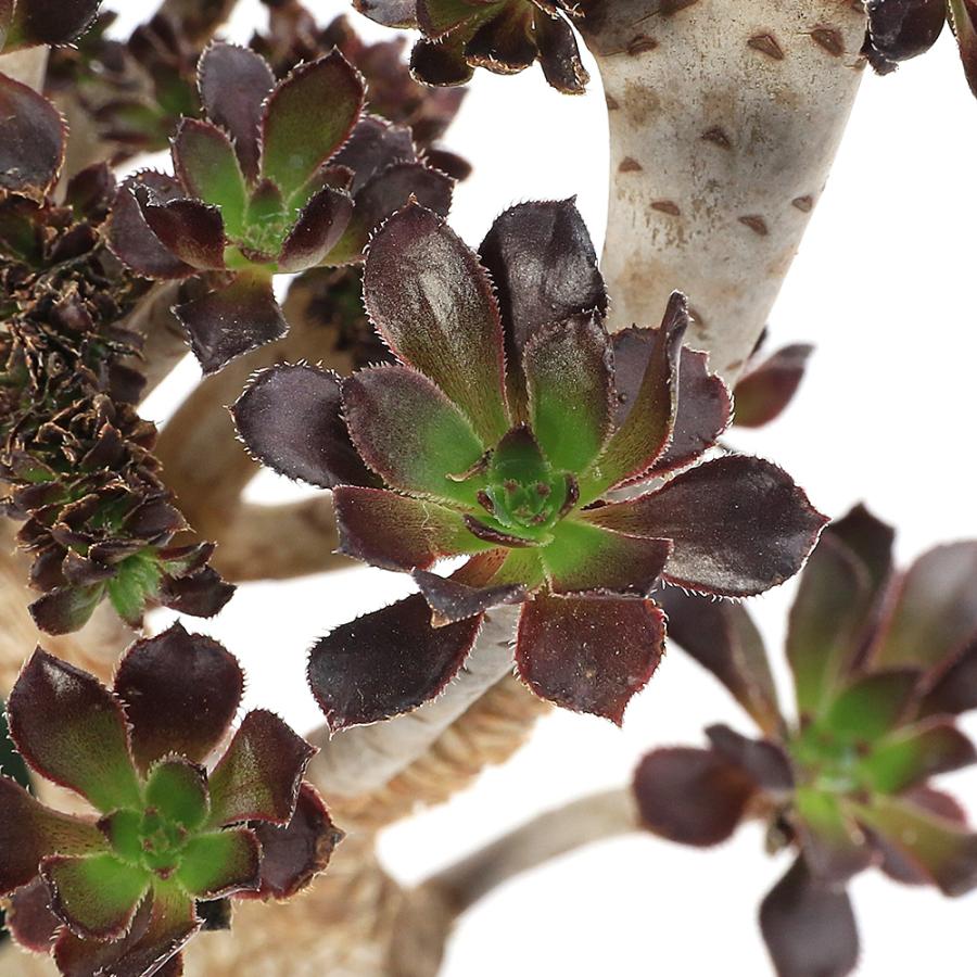 チャーム（charm） （多肉植物）アエオニウム 黒法師（クロホウシ） 綴