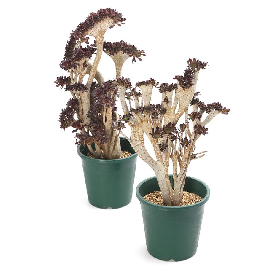 チャーム（charm） （多肉植物）アエオニウム 黒法師（クロホウシ） 綴