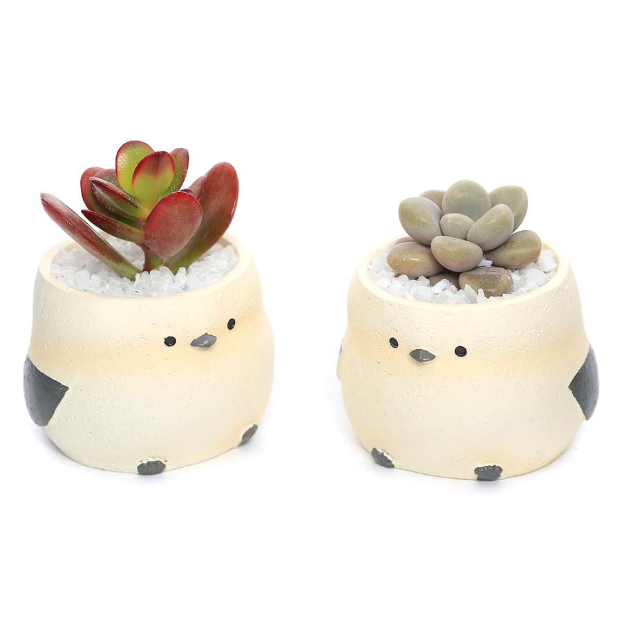 チャーム（charm） （多肉植物）おまかせプチ多肉 リトルアニマル