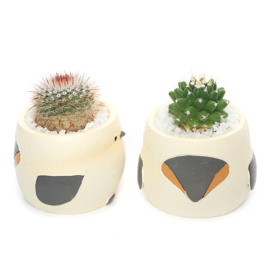 チャーム（charm） （観葉植物）おまかせプチサボテン リトルアニマル