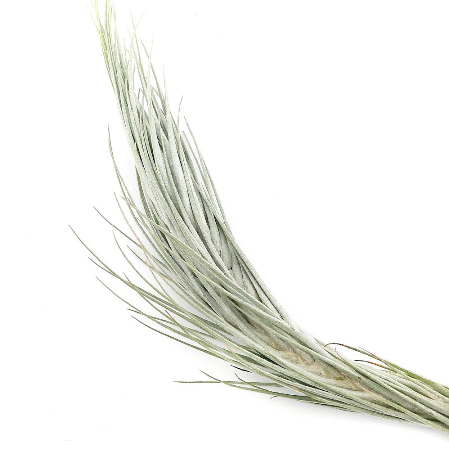 チャーム（charm） （観葉植物）エアープランツ チランジア トメキー