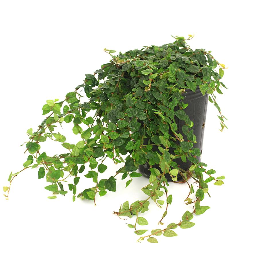 （観葉植物）フィカス　プミラ　ミニマ　２．５〜３号（１ポット）（Yahoo!・チャーム charm ヤフー店）