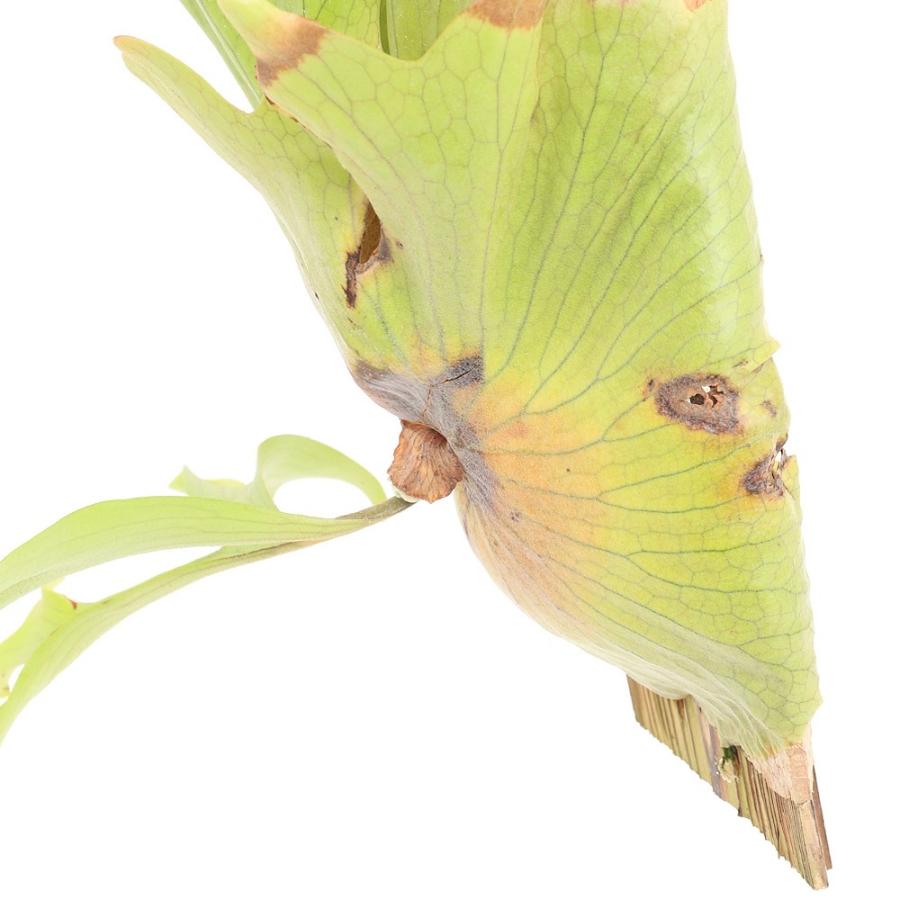 観葉植物）一点物 ビカクシダ コロナリウム 板付け（1株