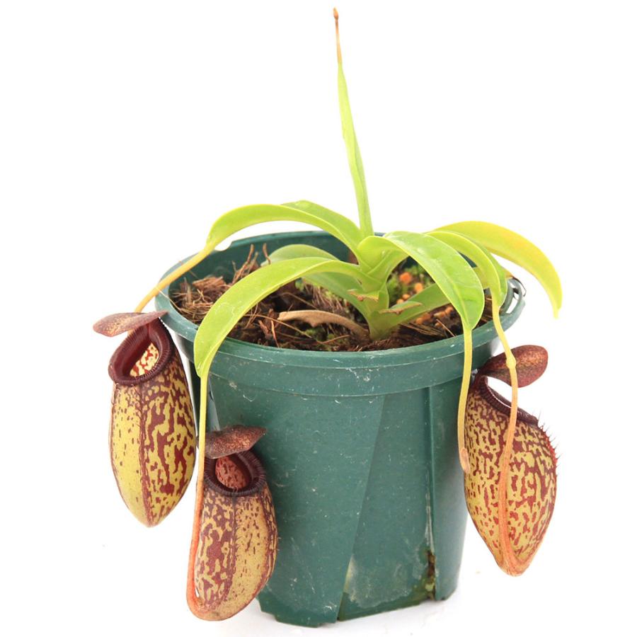 チャーム（charm） （食虫植物）ウツボカズラ ネペンテス アリスト