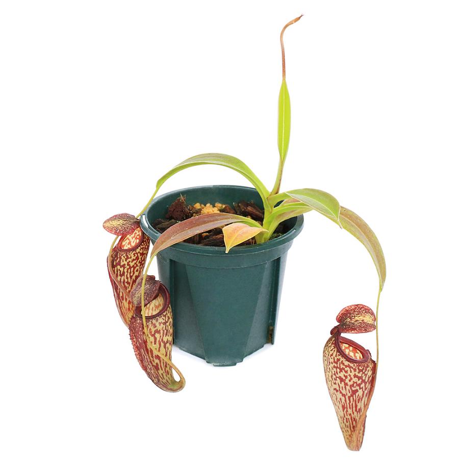 ウツボカズラ　ネペンテス　N.モリス　他レア　２鉢セット　食虫植物 チャーム（charm） （食虫植物）ウツボカズラ ネペンテス レディーポー