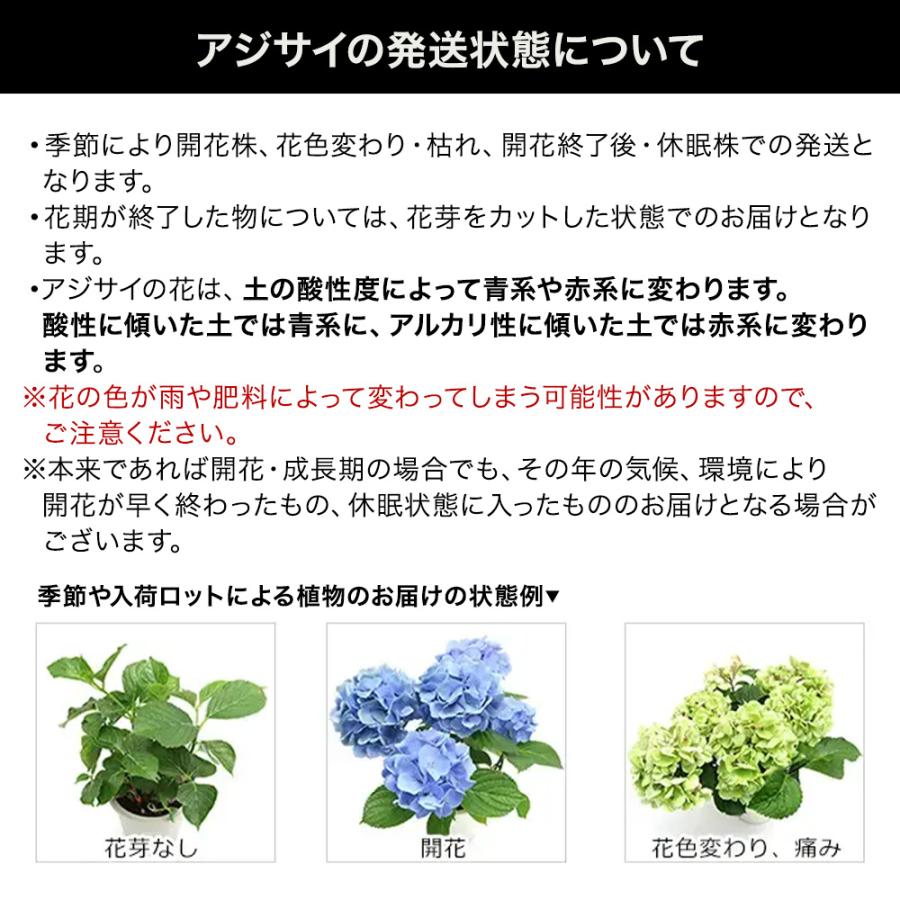 入荷未定）（観葉植物）ヤマアジサイ（山紫陽花） 三河千鳥 5号