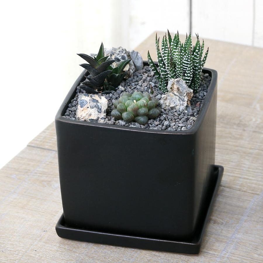 チャーム（charm） （多肉植物）おまかせハオルチア 自生地風