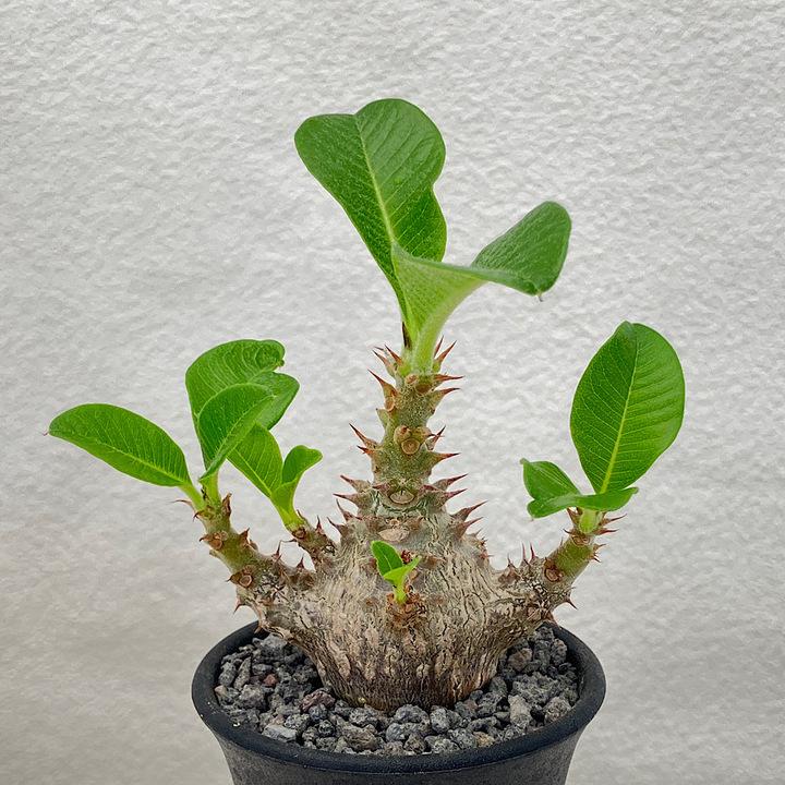 Ramat Planter #84 × 国内 実生パキポディウムウィンゾリー 【公式通販】