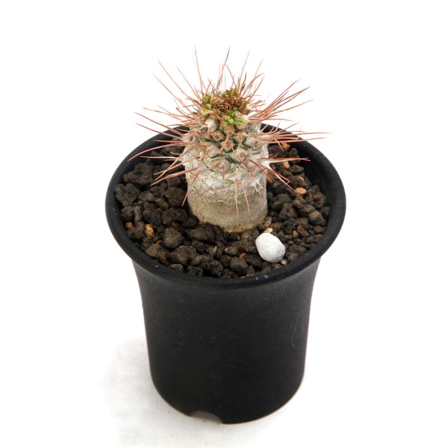 多肉植物）一点物 パキポディウム ナマクアナム 光堂（ヒカリドウ