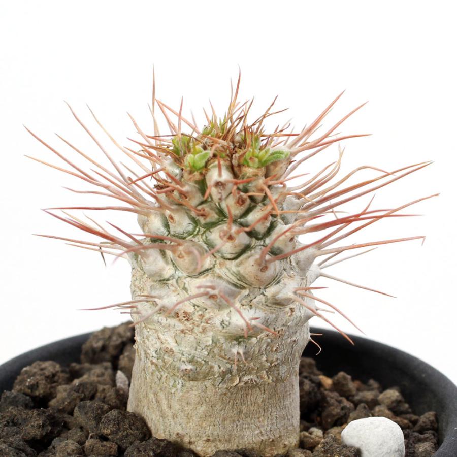 多肉植物）一点物 パキポディウム ナマクアナム 光堂（ヒカリドウ