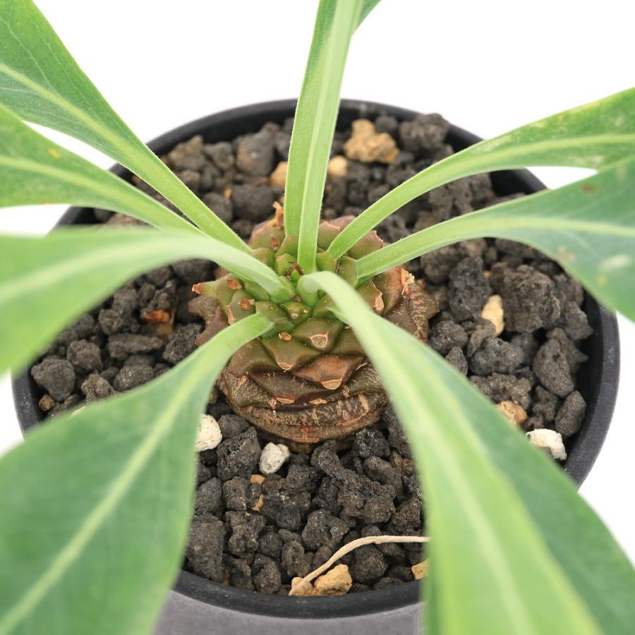 チャーム（charm） （多肉植物）一点物 ユーフォルビア 鉄甲丸