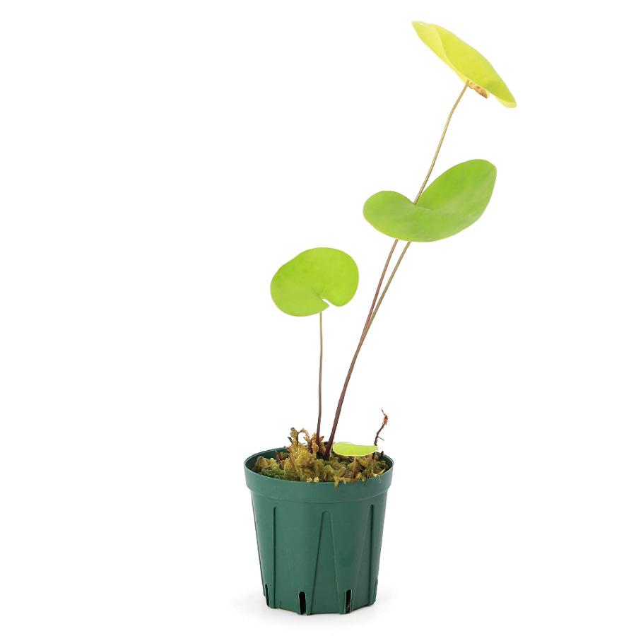 食虫植物 ウトリクラリア タマラセリー ネルンビフォリア　ヤマト発送 チャーム（charm） （食虫植物）ウトリクラリア ネルンビフォリア