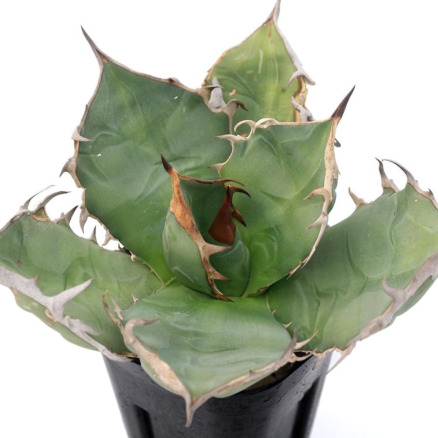 チャーム(ペット) (多肉植物)一点物 アガベ チタノタ チャーム(ペット) (多肉植物)一点物 アガベ チタノタ