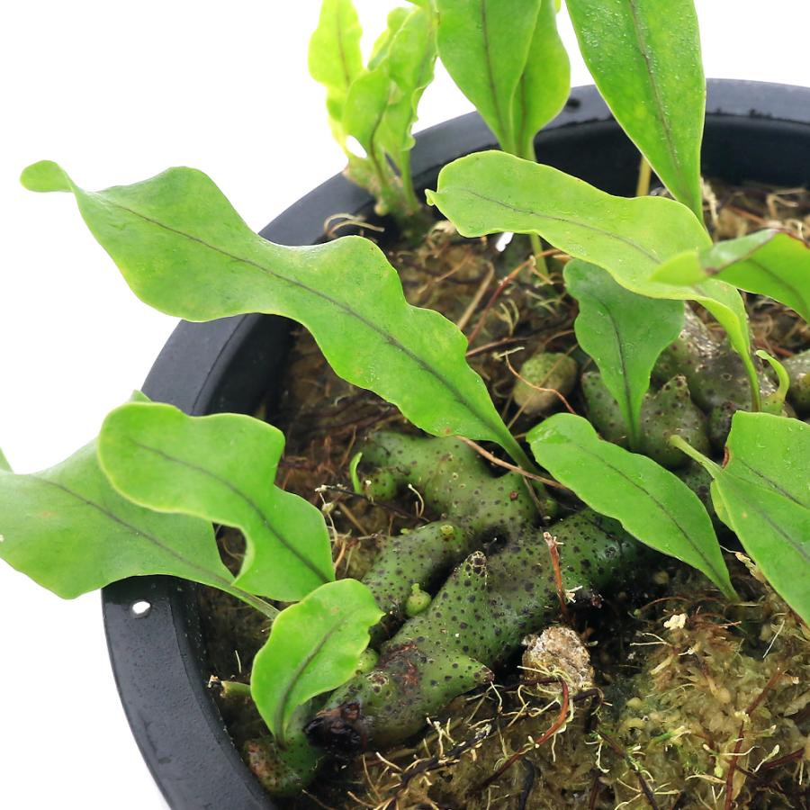 観葉植物)レカノプテリス シヌオサ(アリノスシダ)(1鉢 観葉植物)レカノプテリス シヌオサ(アリノスシダ)(1鉢
