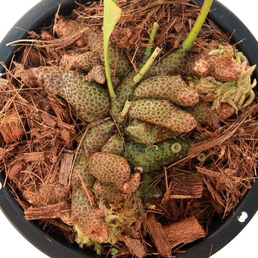 観葉植物)レカノプテリス ロマリオイデス(アリノスシダ 観葉植物)レカノプテリス ロマリオイデス(アリノスシダ