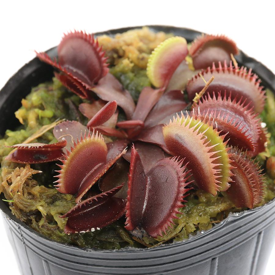 チャーム（ペット） （食虫植物）ハエトリソウ レッドピラニア