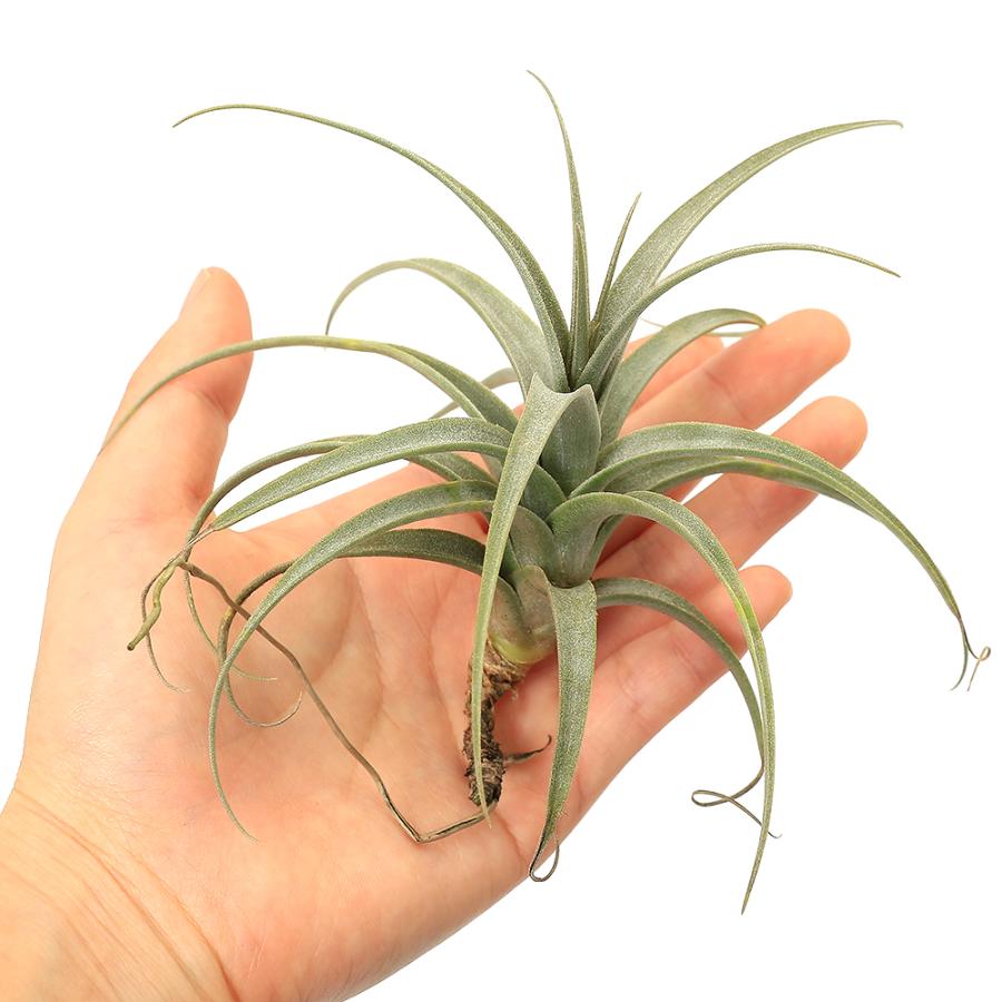 チャーム（charm） （観葉植物）エアープランツ チランジア ムロルム