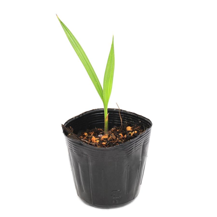 チャーム（charm） （観葉植物）ヤシ ワシントンヤシモドキ 2号（1