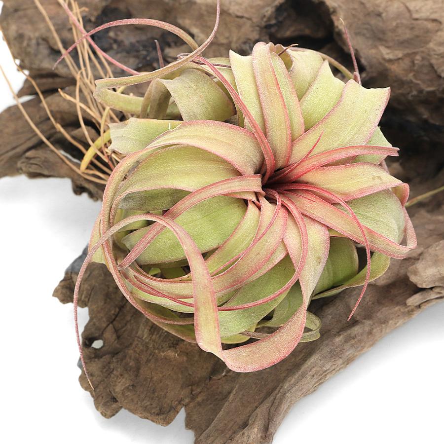 観葉植物）エアープランツ チランジア エリック ノブロック（1株